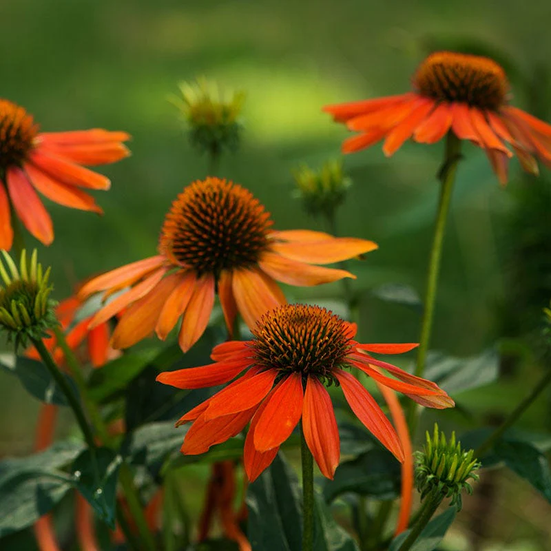 Lively Butterfly Meadow Native Pre-Planned Garden - Image 4