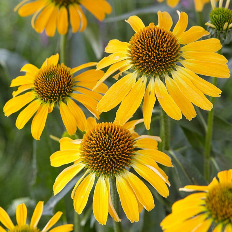 Butterfly™ Golden Skipper Echinacea - Image 2