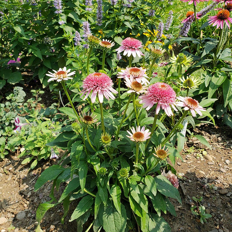 Butterfly Kisses Echinacea - Image 2