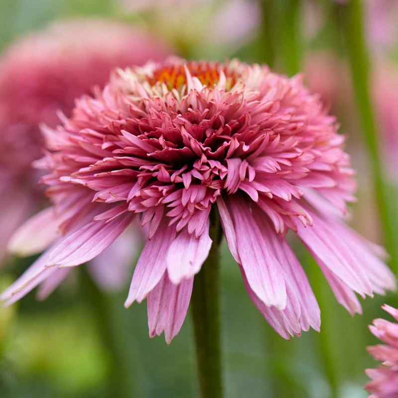 Butterfly Kisses Echinacea - Image 3