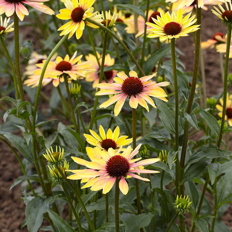 Evening Glow Echinacea - Image 2