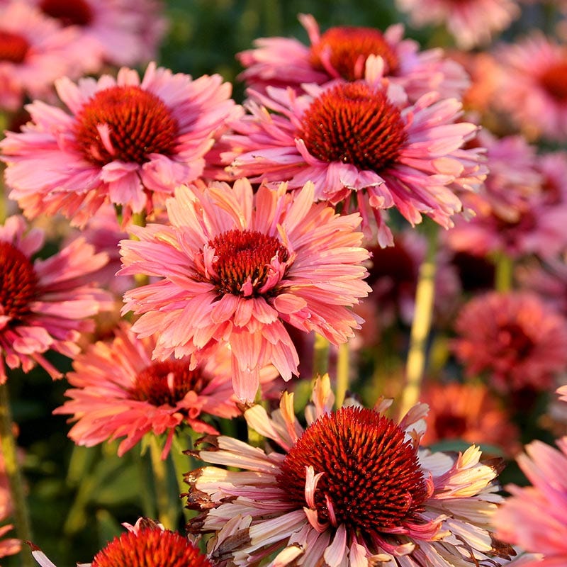 FRESCO® Apricot Echinacea - Image 3