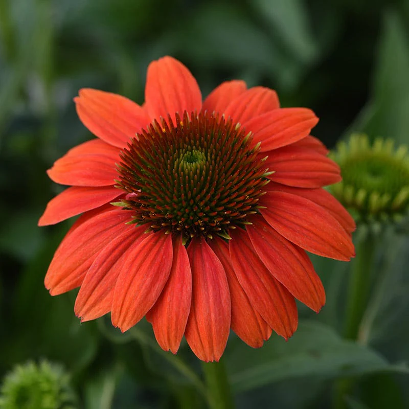 Sombrero Poco™ Hot Coral Echinacea - Image 4