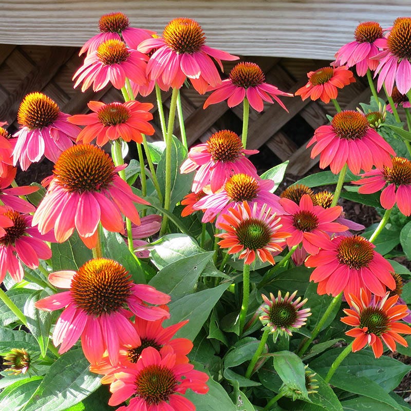Sombrero Poco™ Hot Coral Echinacea - Image 5