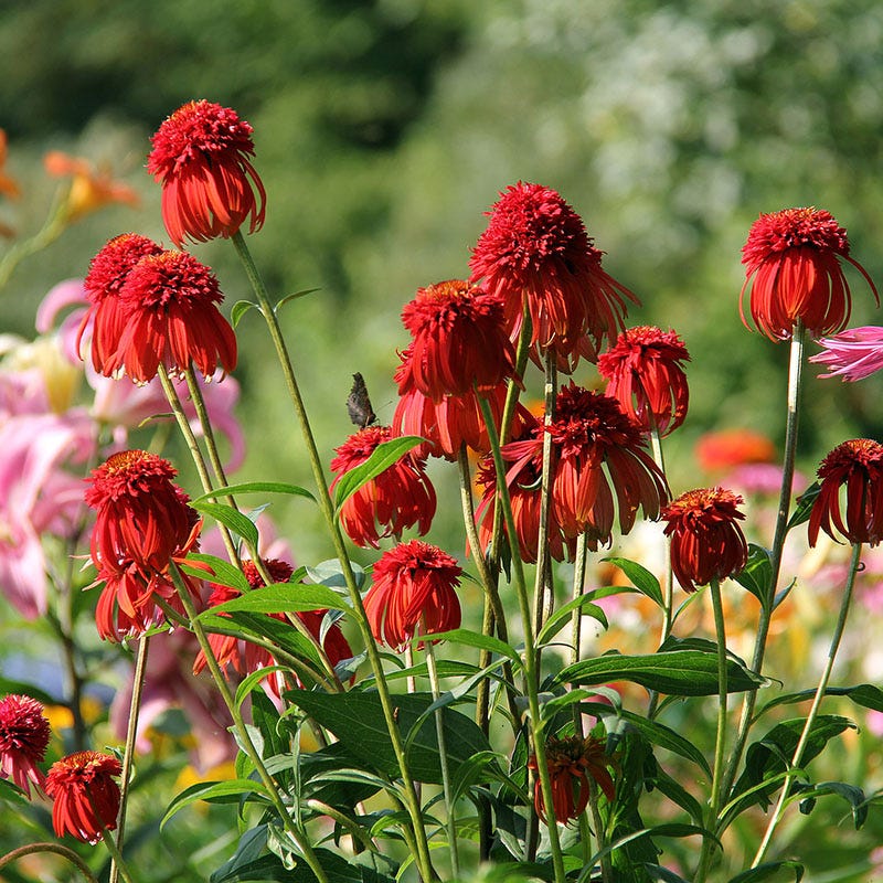 Hot Papaya Echinacea - Image 2