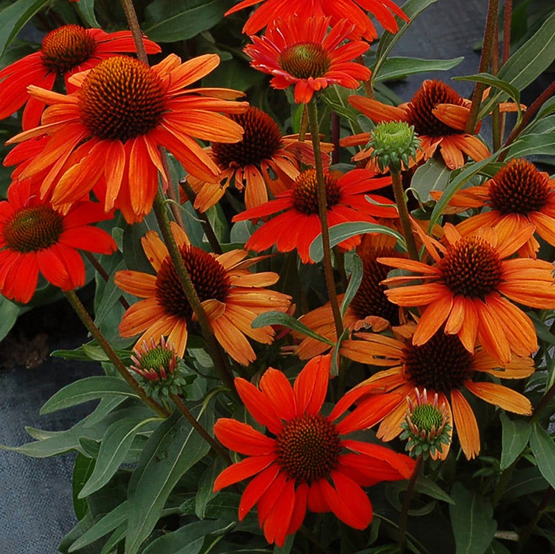 KISMET® Intense Orange Echinacea - Image 2