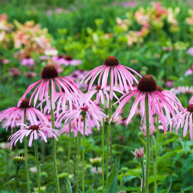 Dreamy Meadow Pre-Planned Garden - Image 10
