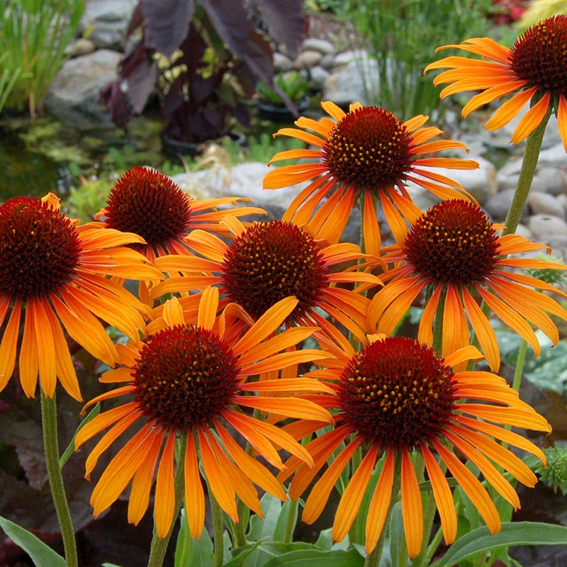 Prairie Pillars™ Flame Thrower Echinacea - Image 2