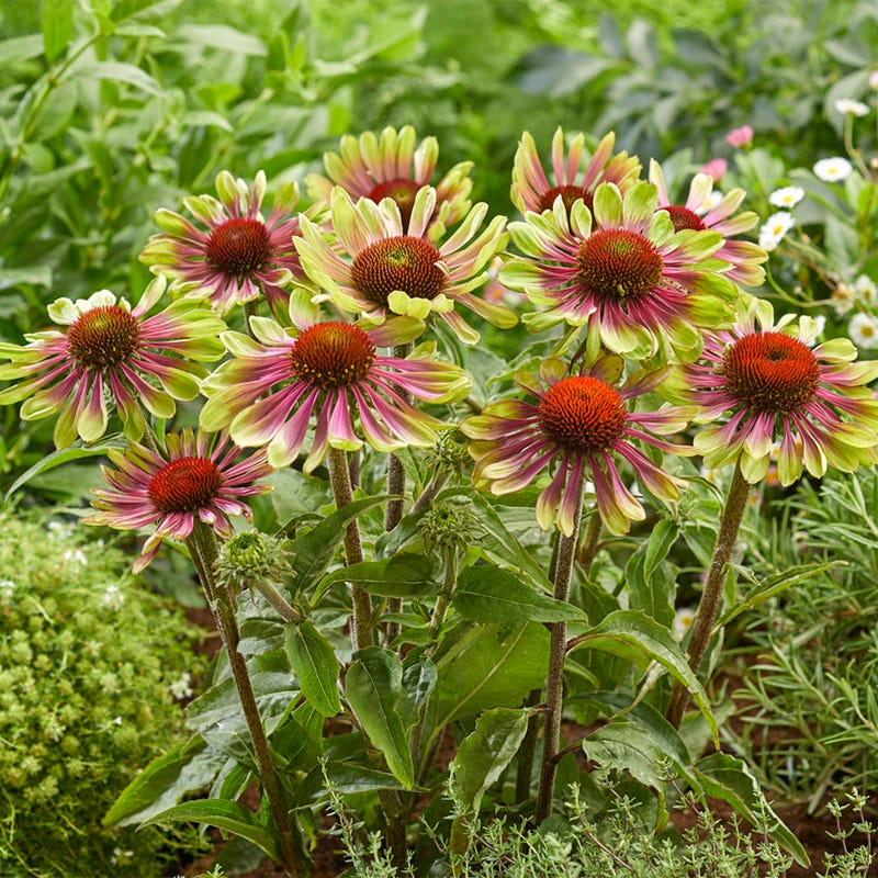 Green Twister Echinacea - Image 2