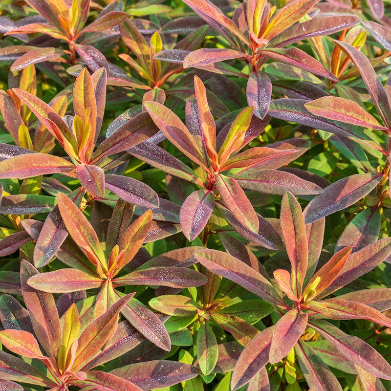 Bonfire Euphorbia - Image 3
