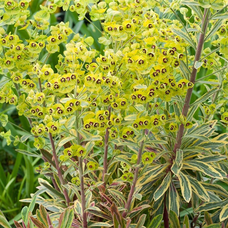 Ascot Rainbow Euphorbia - Image 2