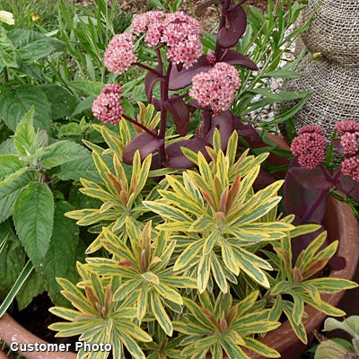 Ascot Rainbow Euphorbia - Image 4