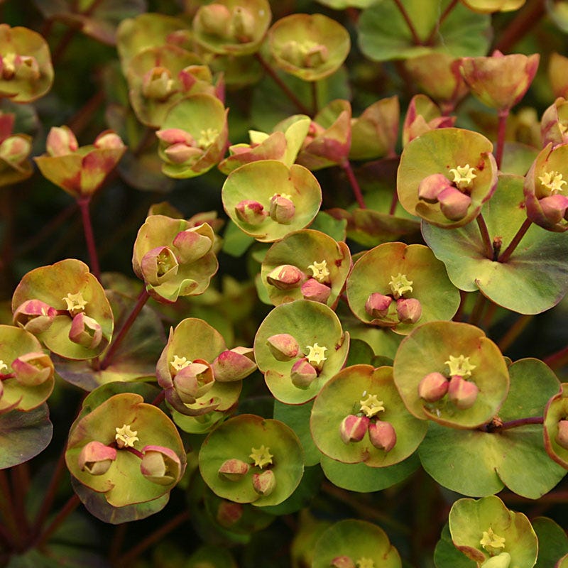 SAHARA™ Blackbird Euphorbia - Image 4