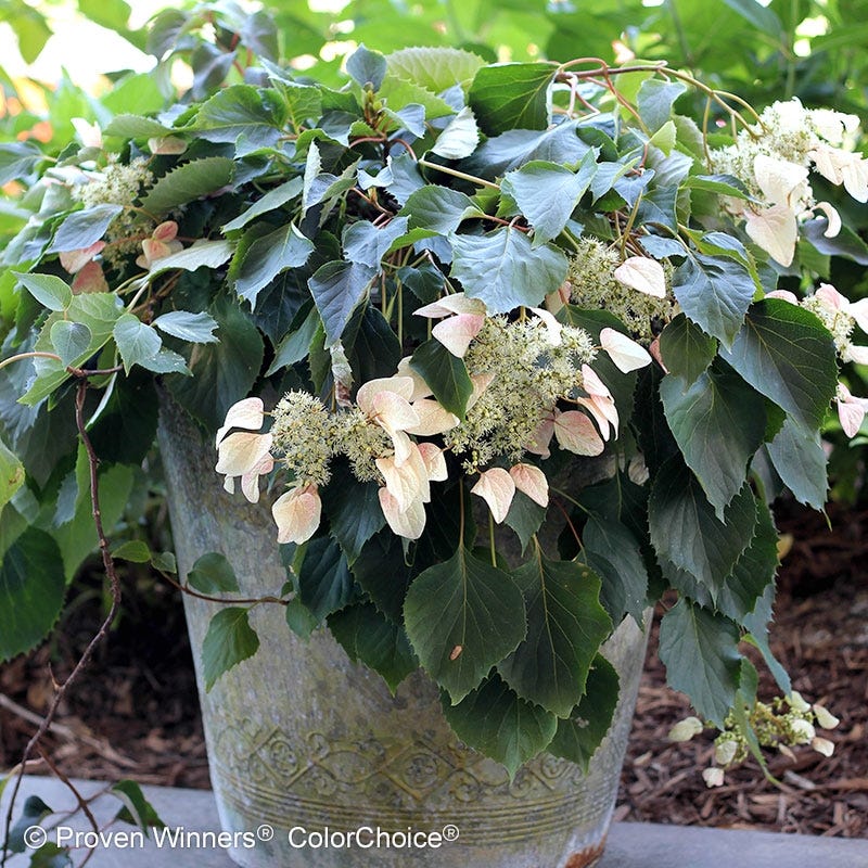 Rose Sensation® False Hydrangea Vine - Image 4