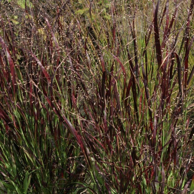 Fireflies Forever Native Plant Collection - Image 6