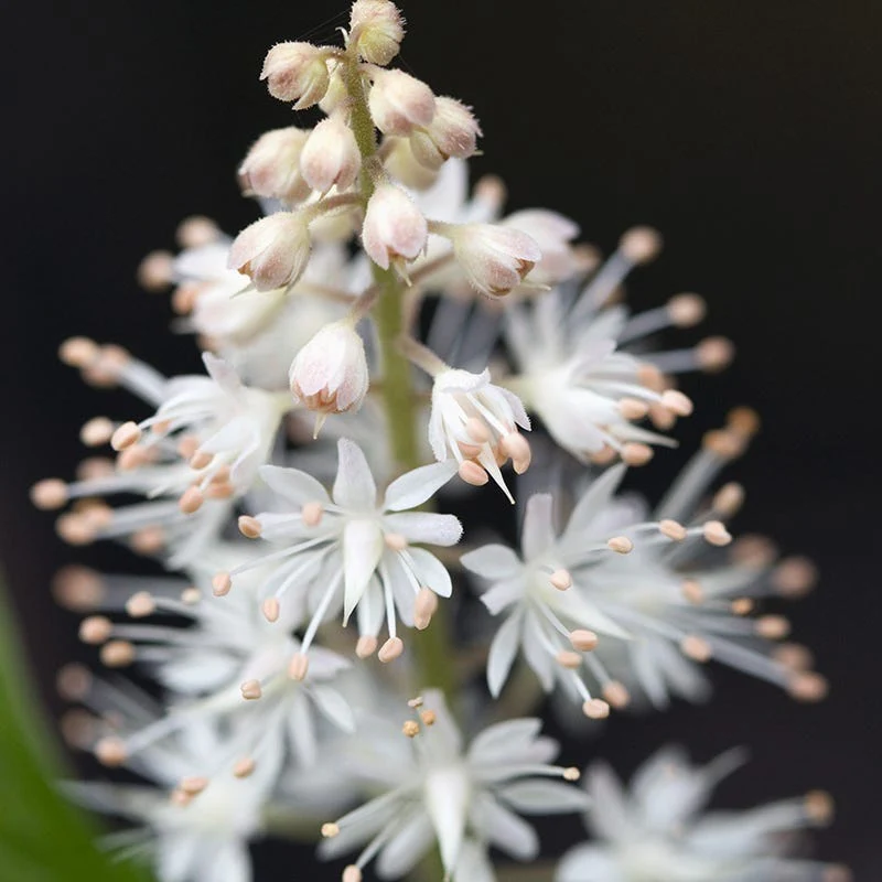 Foam Flower - Image 3