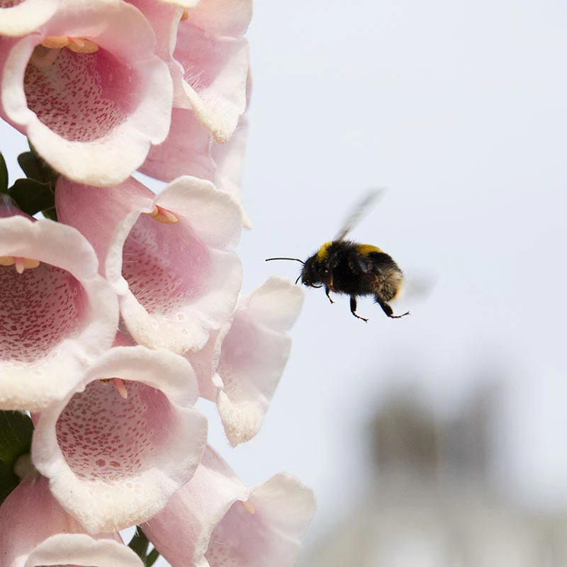 Apricot Foxglove - Image 2