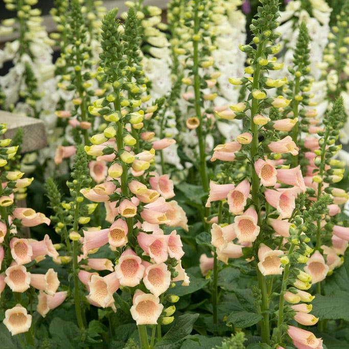 Apricot Foxglove - Image 3