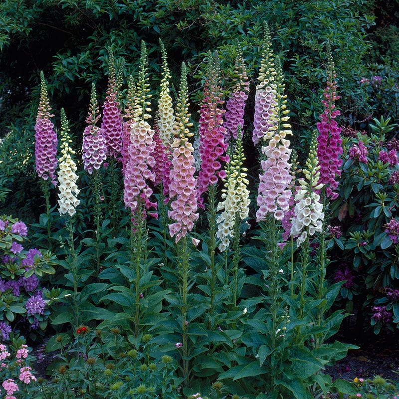 Foxy Hybrids Foxglove Mix - Image 2