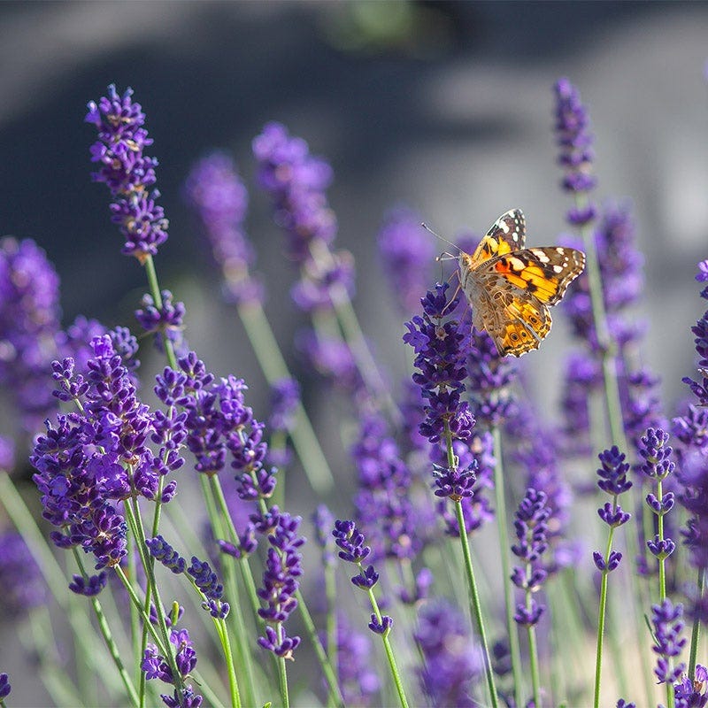 Fragrant Cottage Garden Plant Collection - Image 7