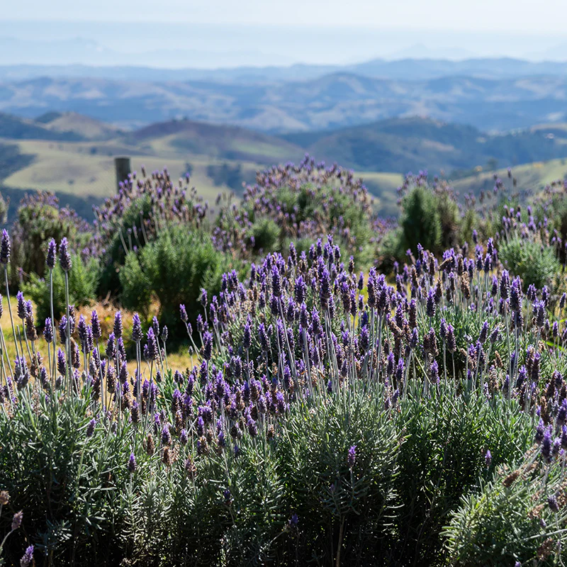 French Lavender - Image 3