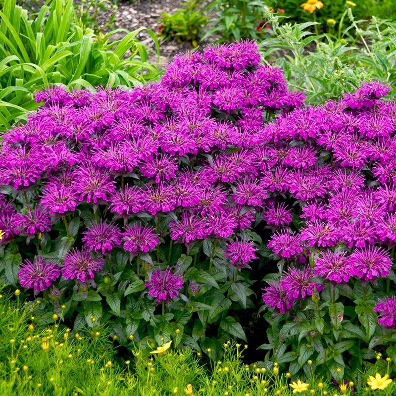 Fuchsia Cottage Garden Plant Collection - Image 8