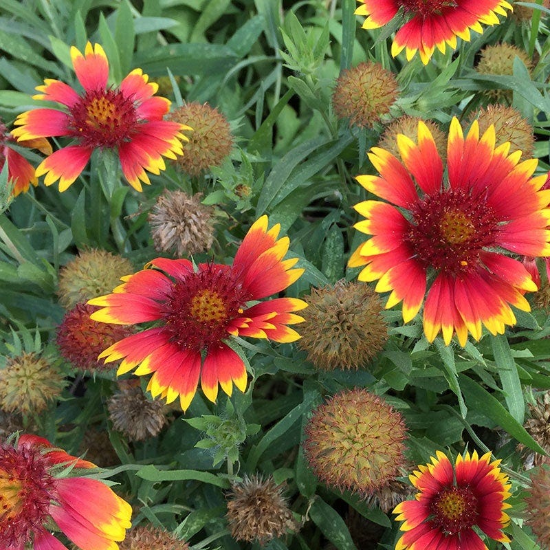 Goblin Gaillardia - Image 4