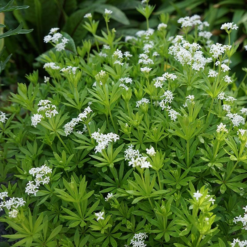 Sweet Woodruff - Image 3