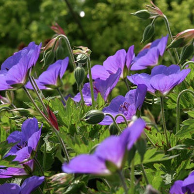 Rozanne Geranium - Image 3