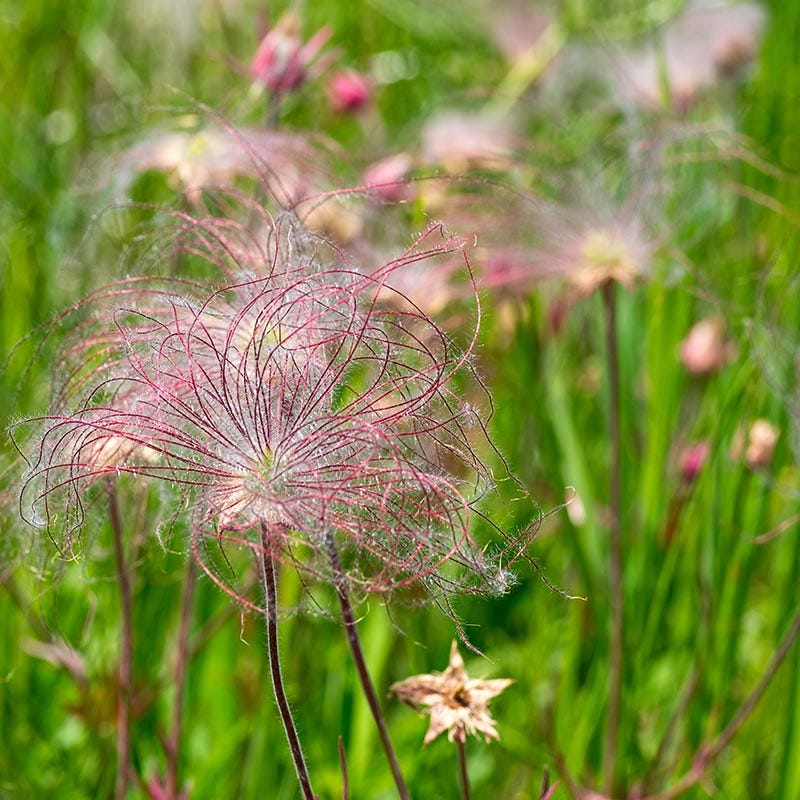 Prairie Smoke - Image 2