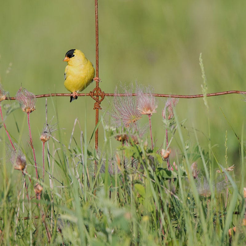 Prairie Smoke - Image 3