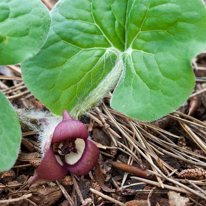 Arrow Leaf Ginger - Image 2