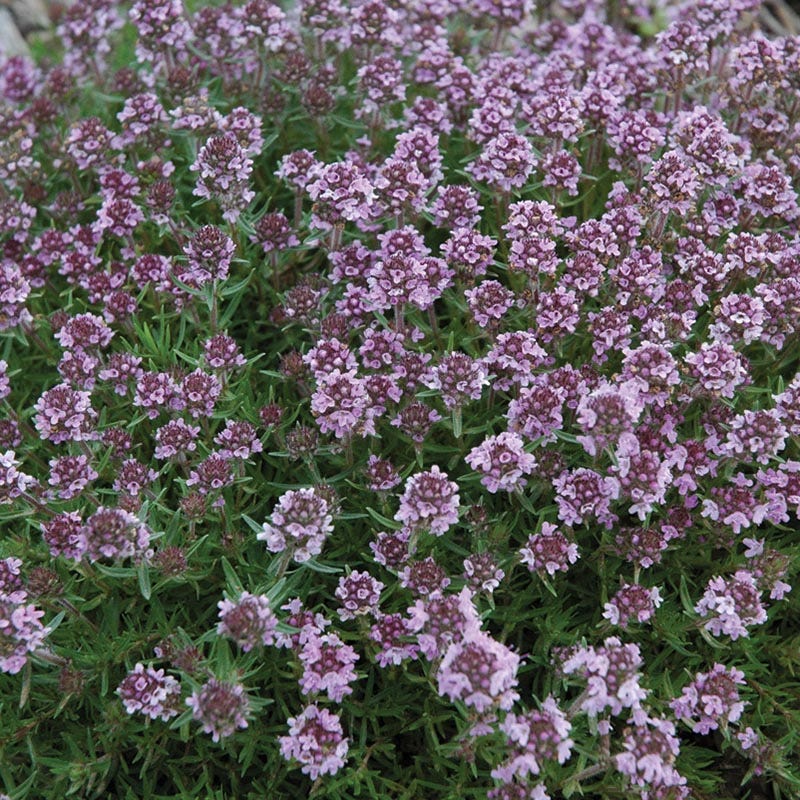 Good Feelings Tapestry Lawn Plant Collection - Image 4