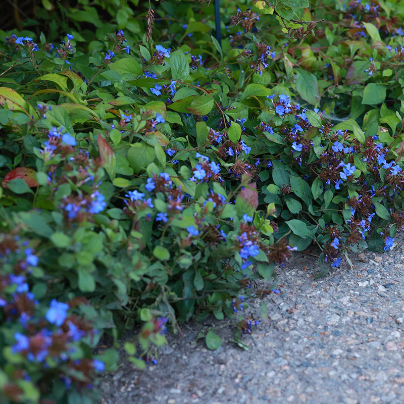 Hardy Plumbago - Image 2