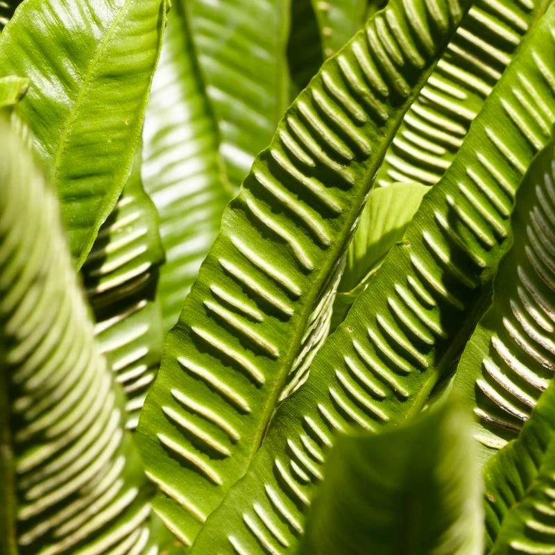 Hart's Tongue Fern - Image 3