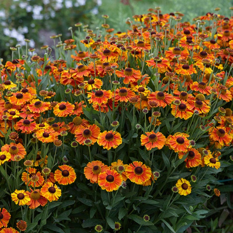 Mardi Gras Helenium - Image 2