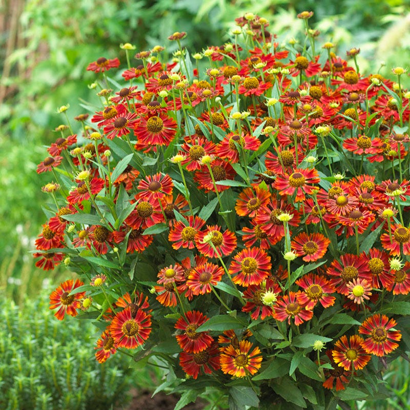 Mariachi™ Siesta Helenium - Image 2