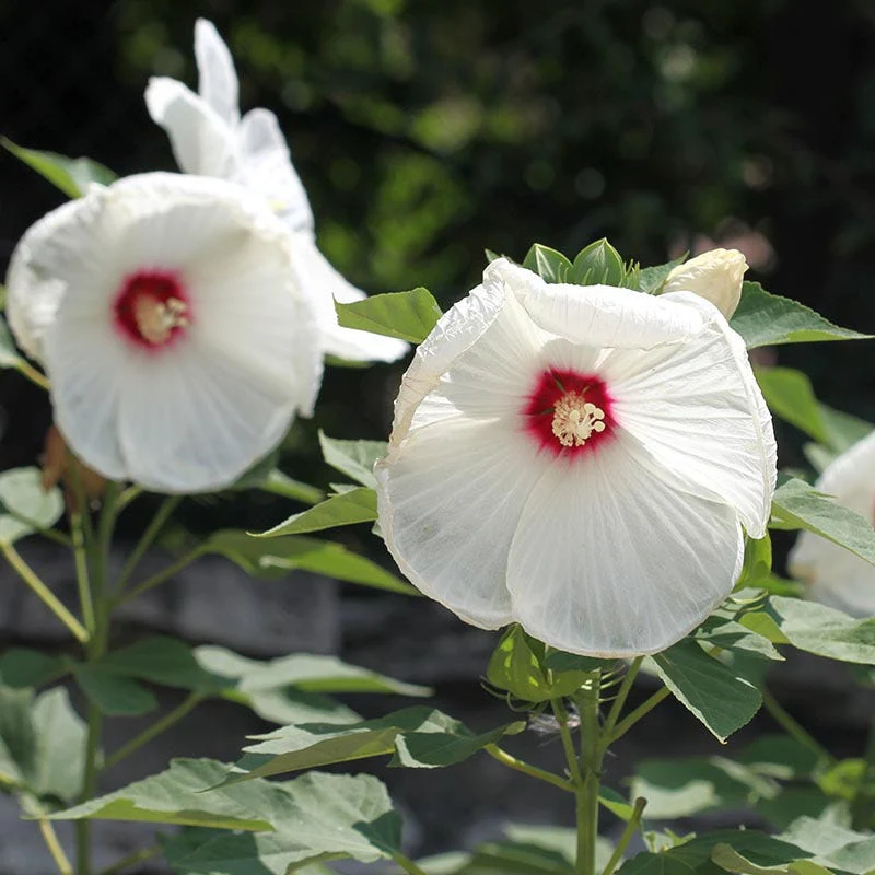 Luna™ White Hibiscus