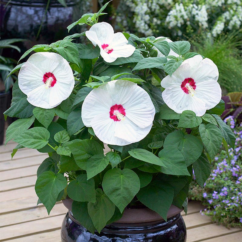 Luna™ White Hibiscus - Image 3