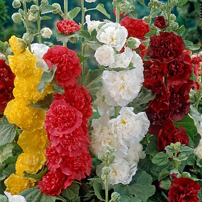 Chater's Double Hollyhock Mix - Image 3