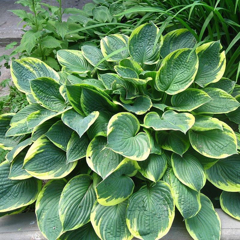 Aureomarginata Hosta - Image 2