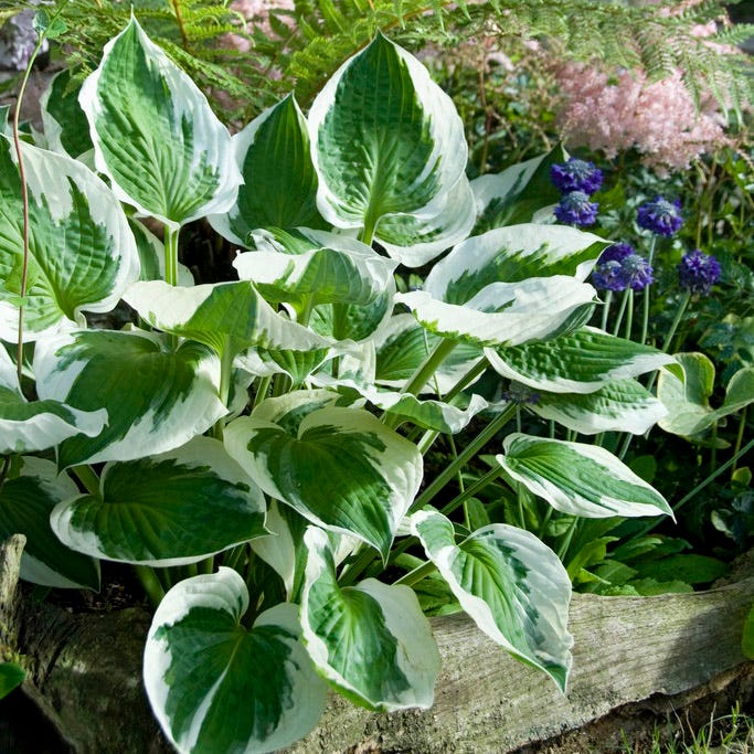Patriot Hosta
