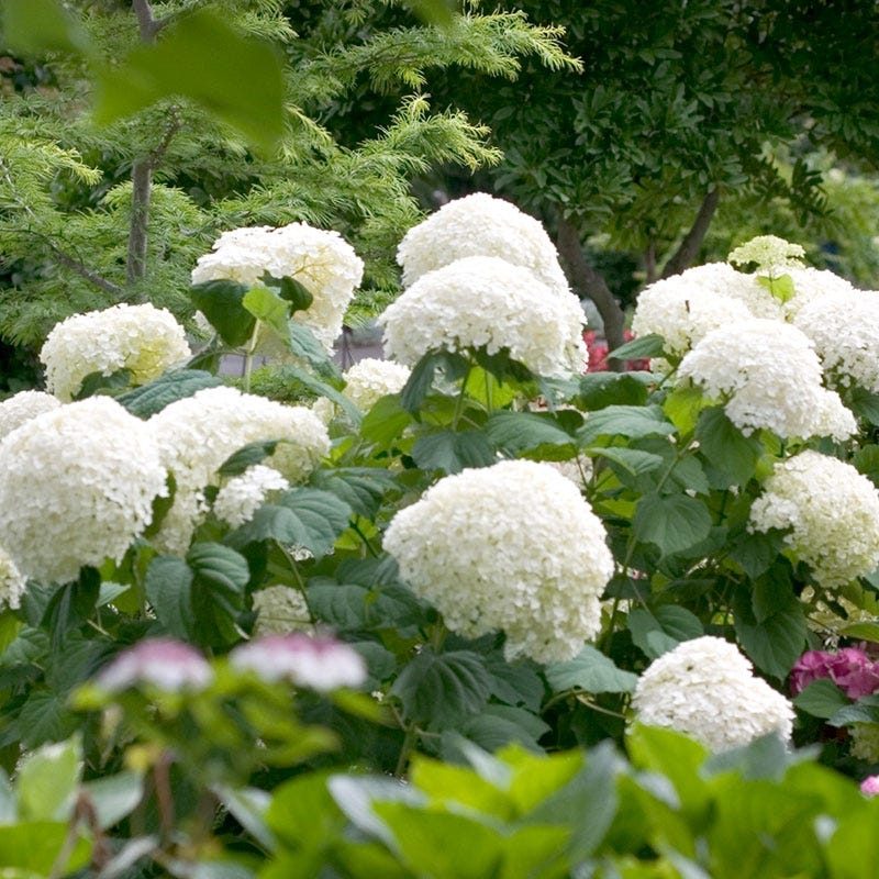 Incrediball® Snowball Hydrangea - Image 2