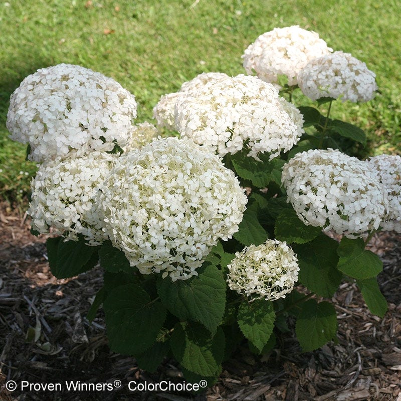 Invincibelle Wee White® Hydrangea - Image 3
