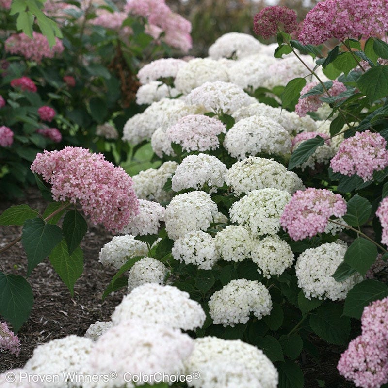 Invincibelle Wee White® Hydrangea - Image 4
