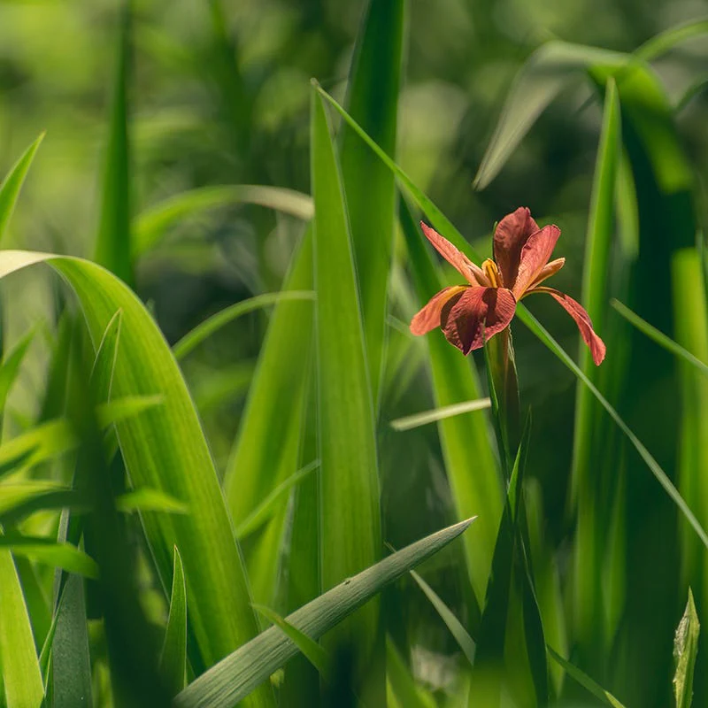 Copper Iris - Image 4