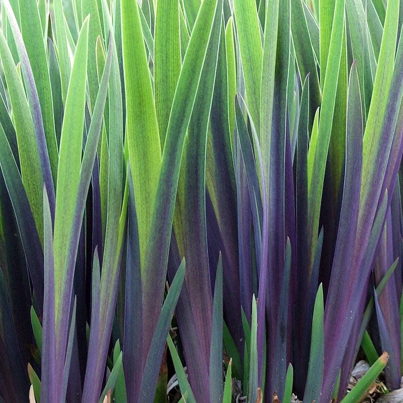 Gerald Darby Iris - Image 2