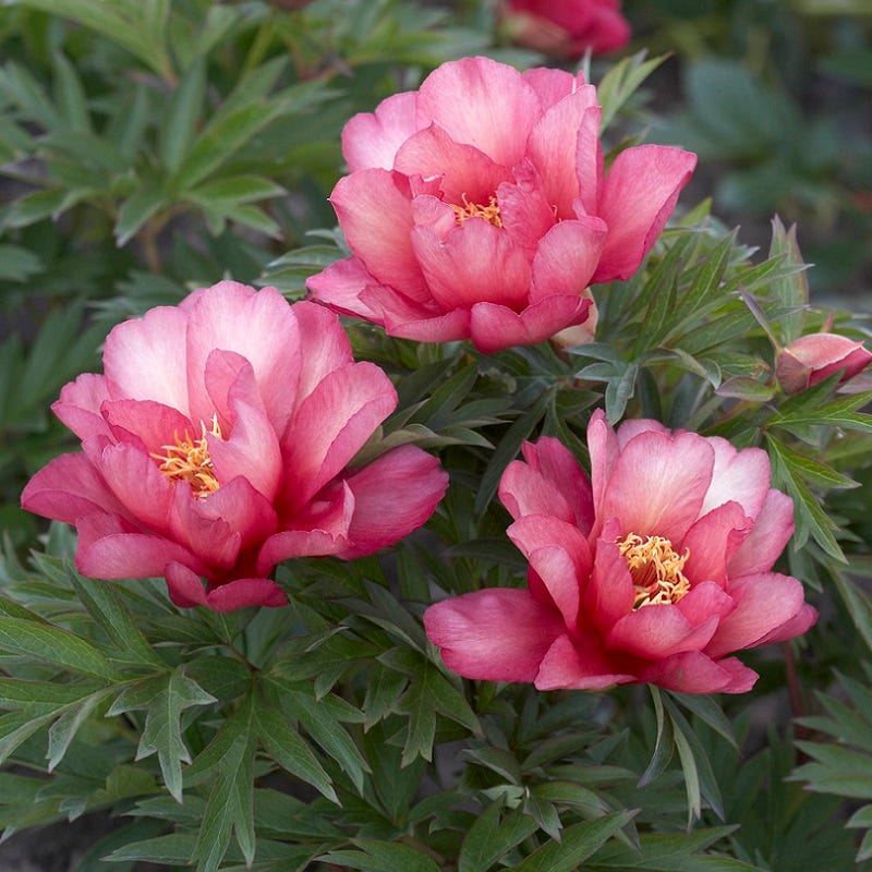 Julia Rose Itoh Peony - Image 2