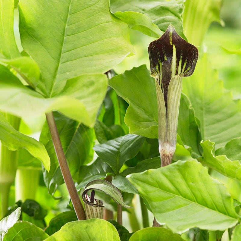 Jack in the Pulpit - Image 2