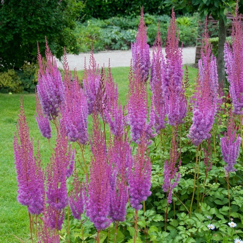 Jewelbox Shade Plant Collection - Image 3